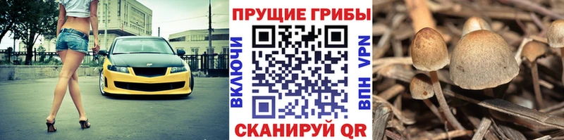 Галлюциногенные грибы Cubensis Мензелинск